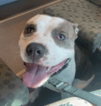 American Bully and Mastiff TITAN Needs A Forever Home 